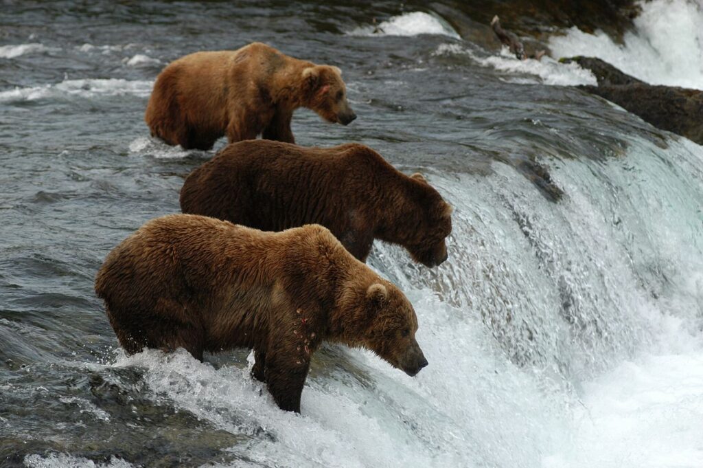 Brown bears fishing for salmon at Brooks Falls, Katmai National Park