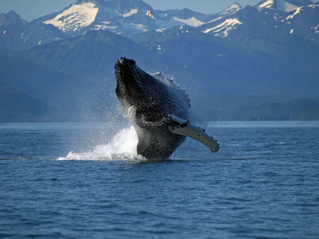An adult humpback whale breaching in Southeast Alaska