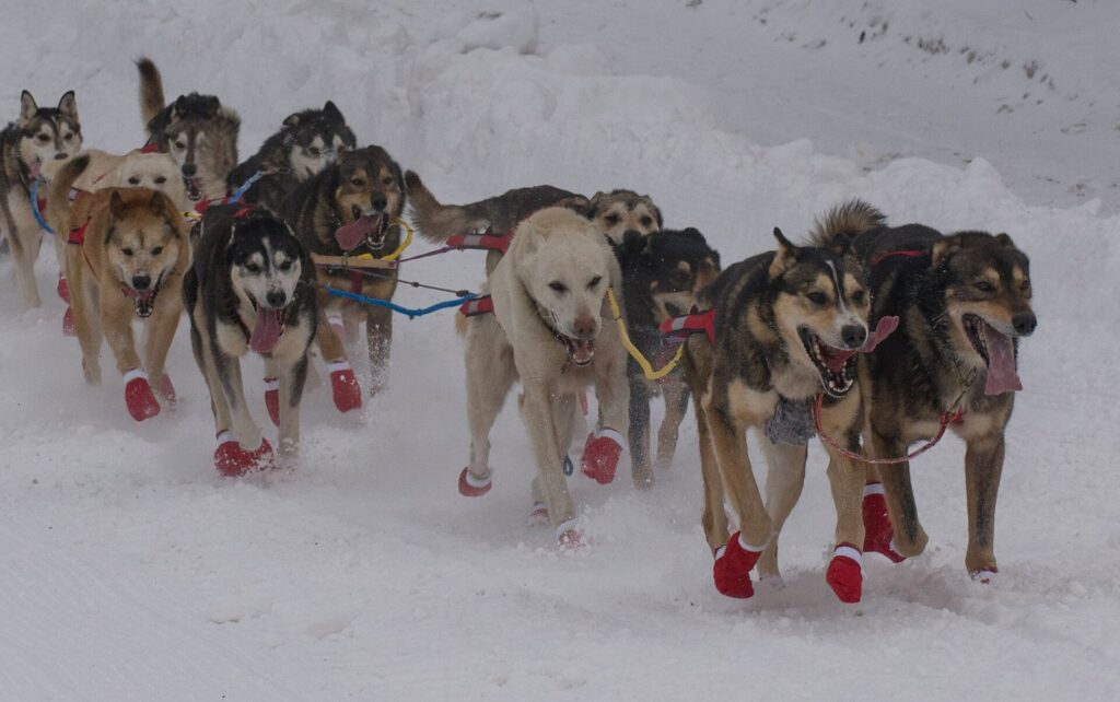 Iditarod ceremonial start, Anchorage, 2018