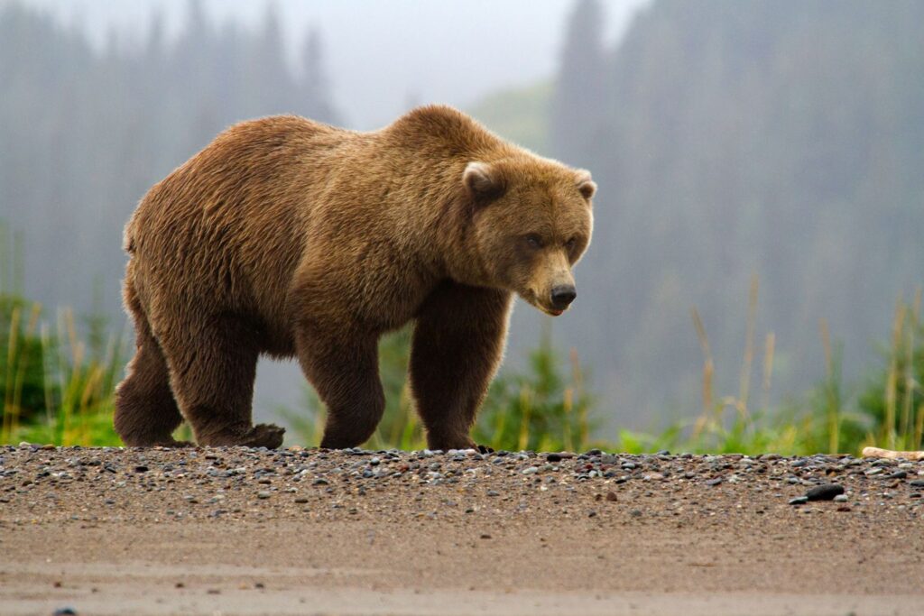 Brown bear at Silver Salmon Creek, Lake Clark National Park