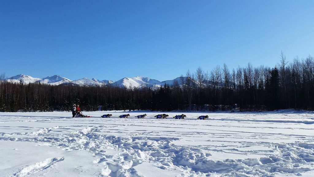 A sled dog team out for a run in Alaska